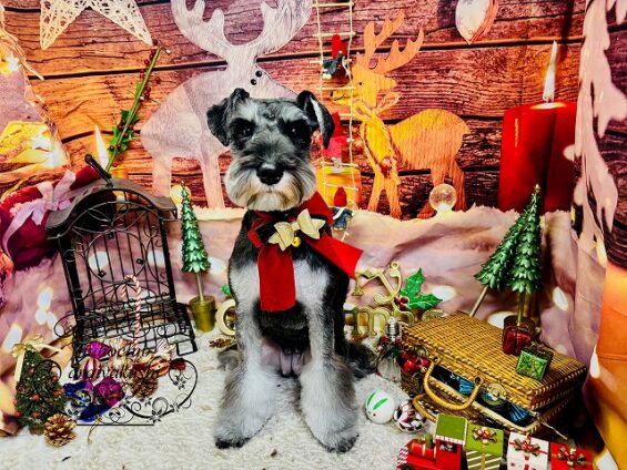 ペットサロン、ヌーノクラブ、可愛くリーズナブルにトリミング シュナウザーのララ_640