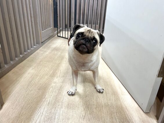 ヌーノクラブ 犬のペットホテル 東京 中野区 フリースペースでのびのび お預かり中 パグのぼっちゃん