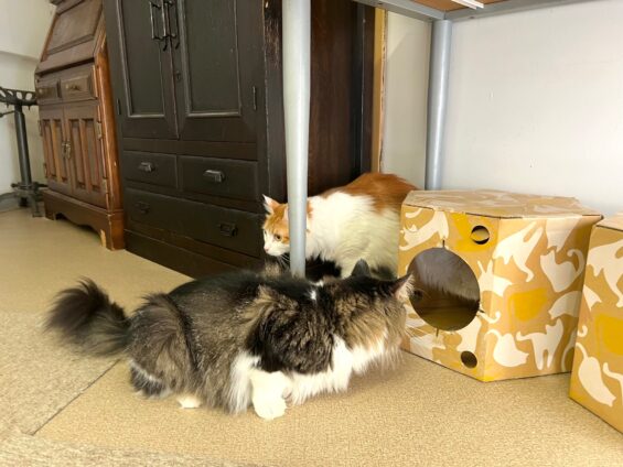 ヌーノクラブ 猫専用ペットホテル 都内 中野区 フリースペースでのびのび お預り中の猫ちゃん ノルウェージャンフォレストキャットのナオ・ミク