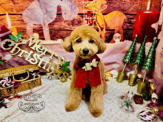 ペットサロン、ヌーノクラブ、可愛くリーズナブルにトリミング トイプードルのクレア_640