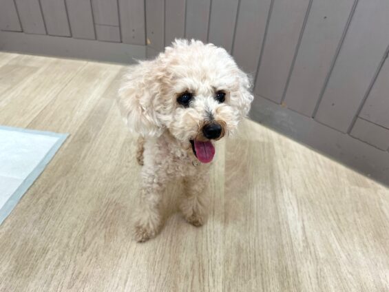 ヌーノクラブ　犬のペットホテル　東京　中野区　フリースペースでのびのび　お預かり中　トイプードルのもも