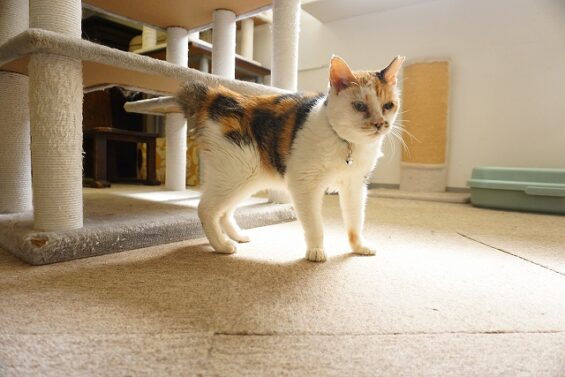 ヌーノクラブ 猫専用ペットホテル 都内 中野区 フリースペースでのびのび お預り中の猫ちゃん 三毛猫のミー