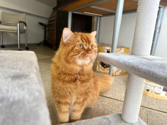 ヌーノクラブ 猫専用ペットホテル 都内 中野区 フリースペースでのびのび お預り中の猫ちゃん スコティッシュフォールドの六