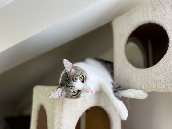 ヌーノクラブ 猫専用ペットホテル 都内 中野区 フリースペースでのびのび お預り中の猫ちゃん MIXのハリー