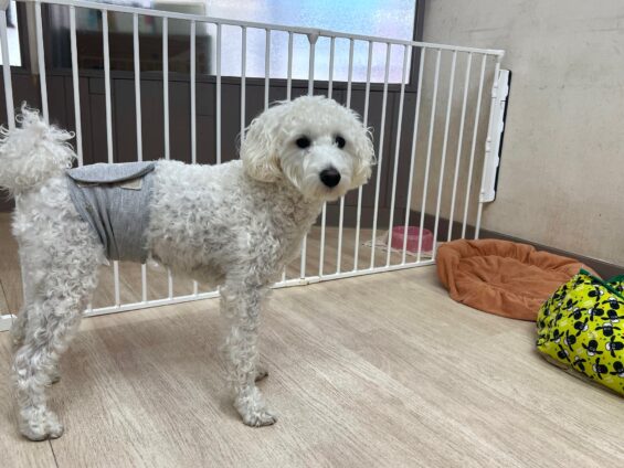 ヌーノクラブ 犬のペットホテル 東京 中野区 フリースペースでのびのび お預かり中 シュナプーのゆき