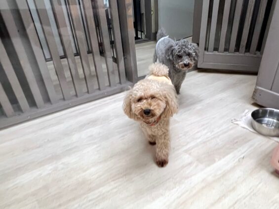 ヌーノクラブ　犬のペットホテル　東京　中野区　フリースペースでのびのび　お預かり中　トイプードルのハル和栗