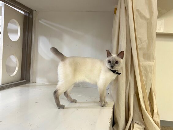 ヌーノクラブ 猫専用ペットホテル 都内 中野区 フリースペースでのびのび お預り中の猫ちゃん トンキニーズのタケル