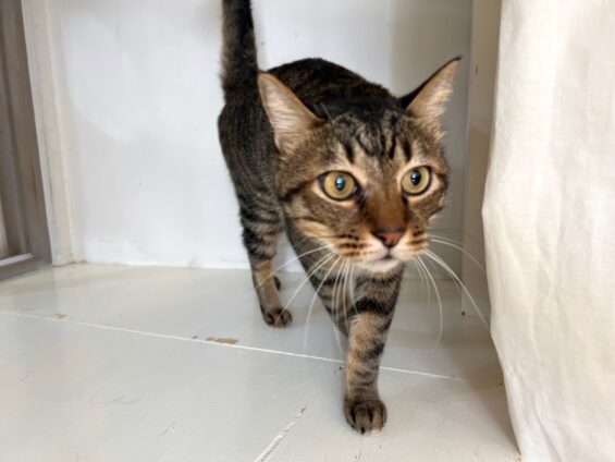 ヌーノクラブ 猫専用ペットホテル 都内 中野区 フリースペースでのびのび お預り中の猫ちゃん MIXのみーた