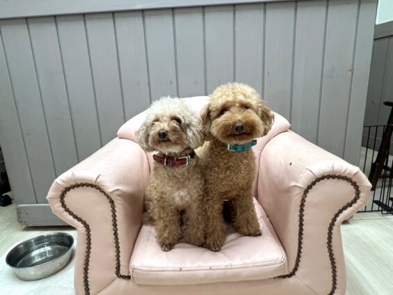 ヌーノクラブ 犬のペットホテル 東京 中野区 フリースペースでのびのび お預かり中 トイプードルのチョコハコ