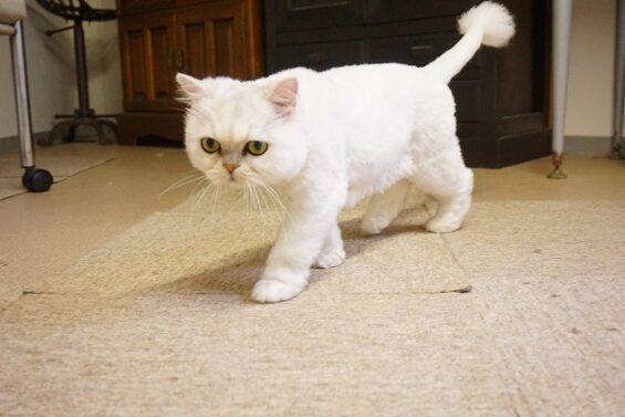 ヌーノクラブ 猫専用ペットホテル 都内 中野区 フリースペースでのびのび お預り中の猫ちゃん ペルシャのりお