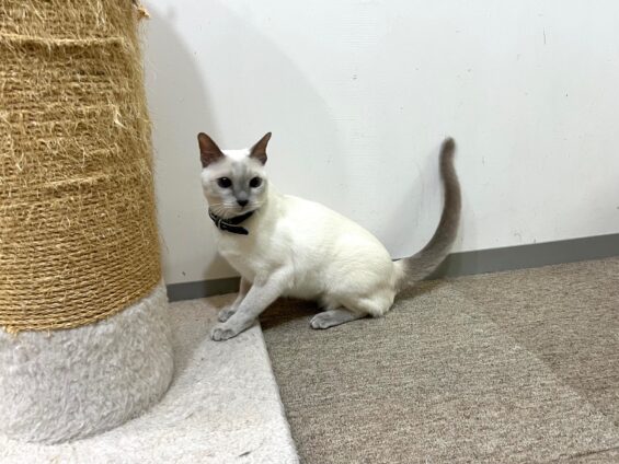 ヌーノクラブ 猫専用ペットホテル 都内 中野区 フリースペースでのびのび お預り中の猫ちゃん トンキニーズのタケル