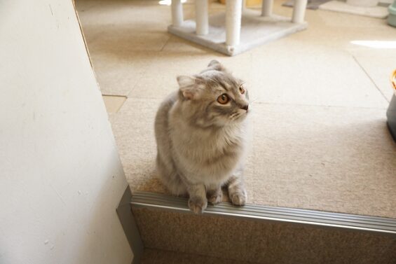 ヌーノクラブ 猫専用ペットホテル 都内 中野区 フリースペースでのびのび お預り中の猫ちゃん スコティッシュフォールドのルル
