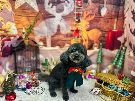 ペットサロン、ヌーノクラブ、可愛くリーズナブルにトリミング