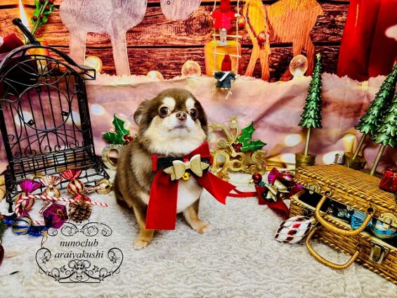 ペットサロン、ヌーノクラブ、可愛くリーズナブルにトリミング チワワのちっぷ_640