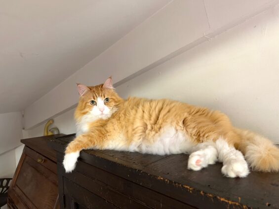 ヌーノクラブ 猫専用ペットホテル 都内 中野区 フリースペースでのびのび お預り中の猫ちゃん ノルウェージャンフォレストキャットのソラ