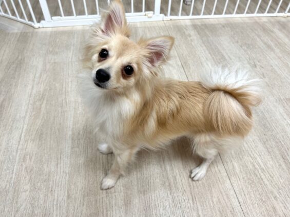 ヌーノクラブ　犬のペットホテル　東京　中野区　フリースペースでのびのび　お預かり中　ポメマルのましゅまる