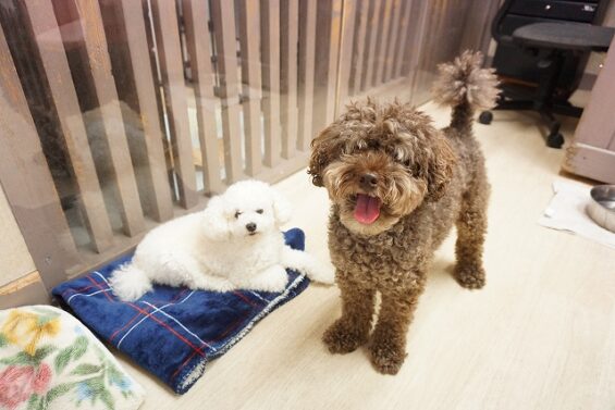 ヌーノクラブ 犬のペットホテル 東京 中野区 フリースペースでのびのび お預かり中 トイプードルのアルオタ