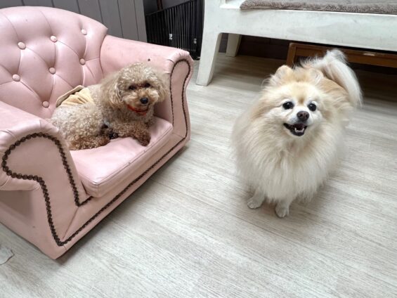 ヌーノクラブ　犬のペットホテル　東京　中野区　フリースペースでのびのび　お預かり中　ポメラニアンのリリィ