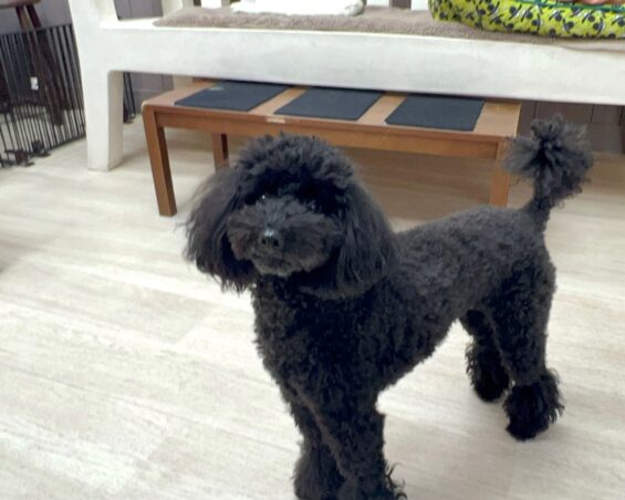 ヌーノクラブ　犬のペットホテル　東京　中野区　フリースペースでのびのび　お預かり中　トイプードルのさくら