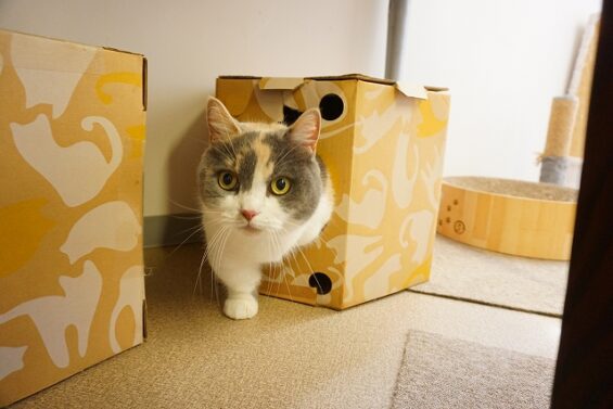 ヌーノクラブ 猫専用ペットホテル 都内 中野区 フリースペースでのびのび お預り中の猫ちゃん マンチカンのさくら