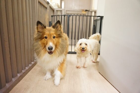 ヌーノクラブ 犬のペットホテル 東京 中野区 フリースペースでのびのび お預かり中 マルプーのサクラ、シェルティーのゆず