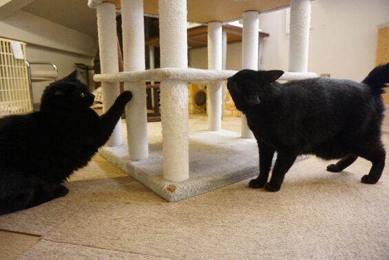 ヌーノクラブ　猫専用ペットホテル　都内　中野区　フリースペースでのびのび　お預り中の猫ちゃん　黒猫のハル・ポニャ