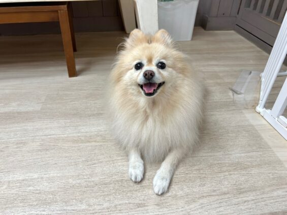 ヌーノクラブ　犬のペットホテル　東京　中野区　フリースペースでのびのび　お預かり中　ポメラニアンのリリィ