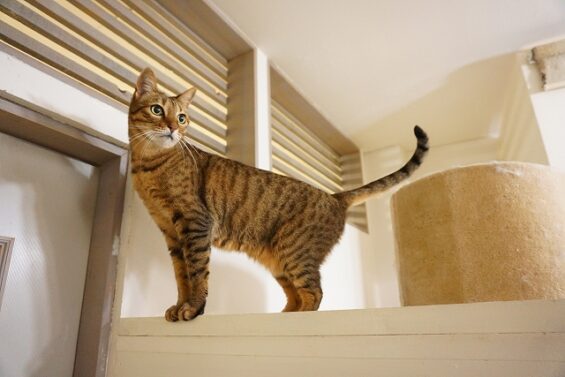 ヌーノクラブ　猫専用ペットホテル　都内　中野区　フリースペースでのびのび　お預り中の猫ちゃん　ベンガルのモン