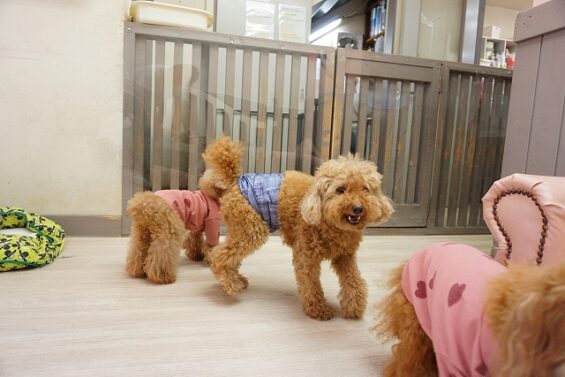 ヌーノクラブ　犬のペットホテル　東京　中野区　フリースペースでのびのび　お預かり中　トイプードルのモップ