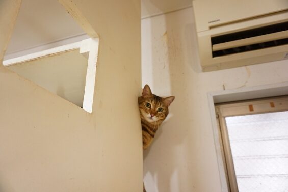 ヌーノクラブ 猫専用ペットホテル 都内 中野区 フリースペースでのびのび お預り中の猫ちゃん MIXの山