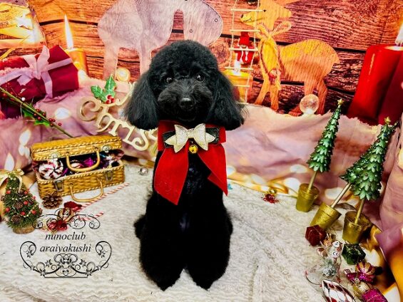 ペットサロン、ヌーノクラブ、可愛くリーズナブルにトリミング トイプードルのアンバー_640