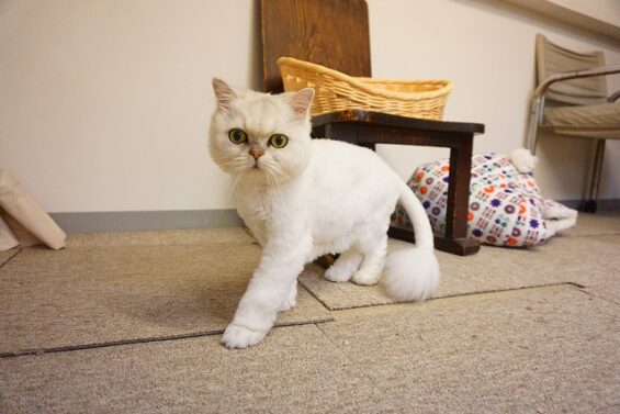 ヌーノクラブ 猫専用ペットホテル 都内 中野区 フリースペースでのびのび お預り中の猫ちゃん ペルシャのりお