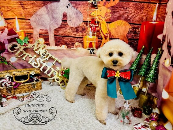 ペットサロン、ヌーノクラブ、可愛くリーズナブルにトリミング トイプードルのぺる_640