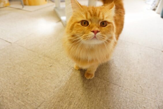 ヌーノクラブ 猫専用ペットホテル 都内 中野区 フリースペースでのびのび お預り中の猫ちゃん サイベリアンのゴロー