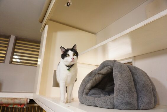 ヌーノクラブ　猫専用ペットホテル　都内　中野区　フリースペースでのびのび　お預り中の猫ちゃん　MIXのブガー