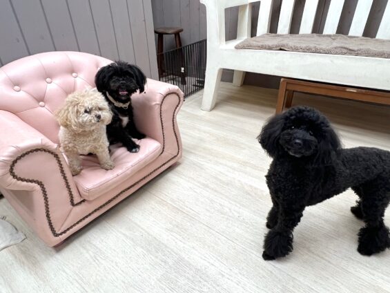 ヌーノクラブ 犬のペットホテル 東京 中野区 フリースペースでのびのび お預かり中トイプードルのさくら