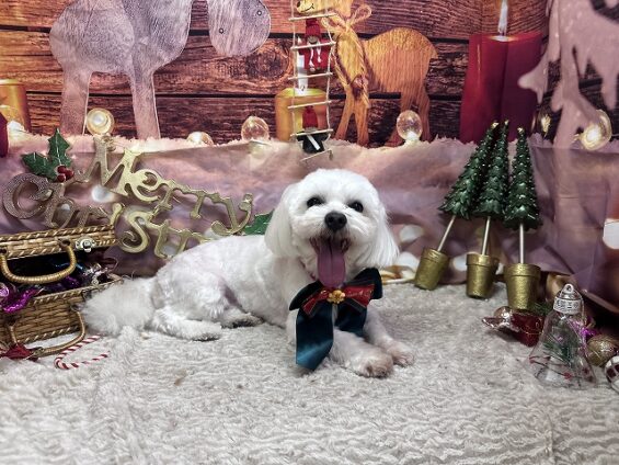 ペットサロン、ヌーノクラブ、可愛くリーズナブルにトリミング