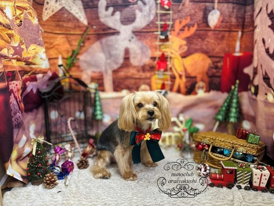 ペットサロン、ヌーノクラブ、可愛くリーズナブルにトリミング ヨーキーの虎太郎_640