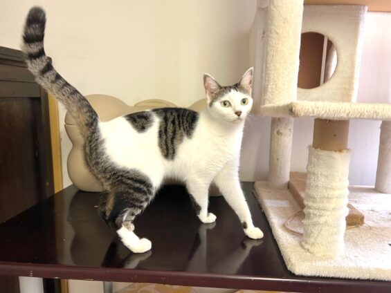 ヌーノクラブ 猫専用ペットホテル 都内 中野区 フリースペースでのびのび お預り中の猫ちゃん MIXのもん