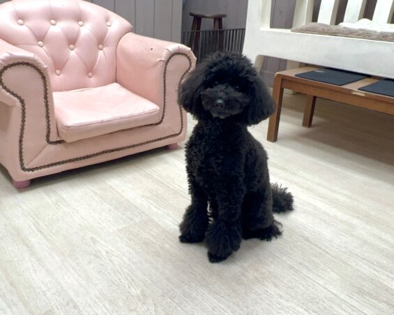 ヌーノクラブ　犬のペットホテル　東京　中野区　フリースペースでのびのび　お預かり中　トイプードルのさくら