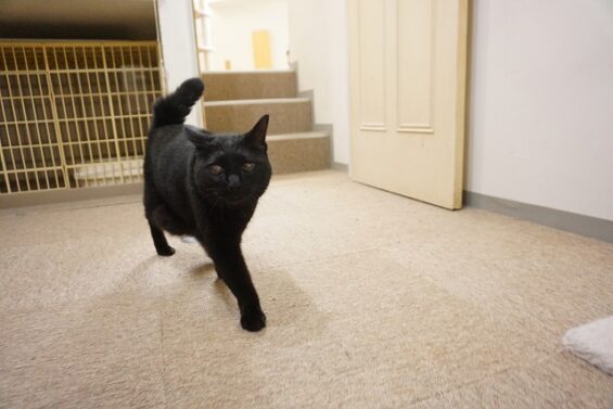 ヌーノクラブ　猫専用ペットホテル　都内　中野区　フリースペースでのびのび　お預り中の猫ちゃん　黒猫のハル・ポニャ