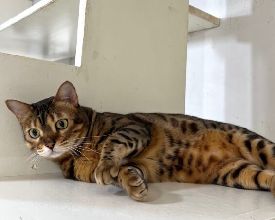 ヌーノクラブ　猫専用ペットホテル　都内　中野区　フリースペースでのびのび　お預り中の猫ちゃん　ベンガルのリリス