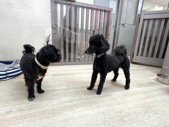 ヌーノクラブ 犬のペットホテル 東京 中野区 フリースペースでのびのび お預かり中 トイプードルのあくび