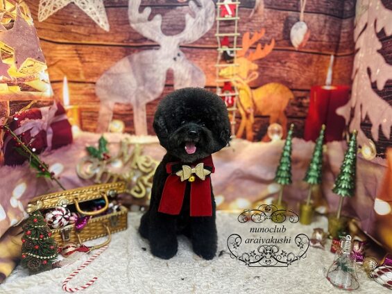 ペットサロン、ヌーノクラブ、可愛くリーズナブルにトリミング トイプードルのとろろ_640