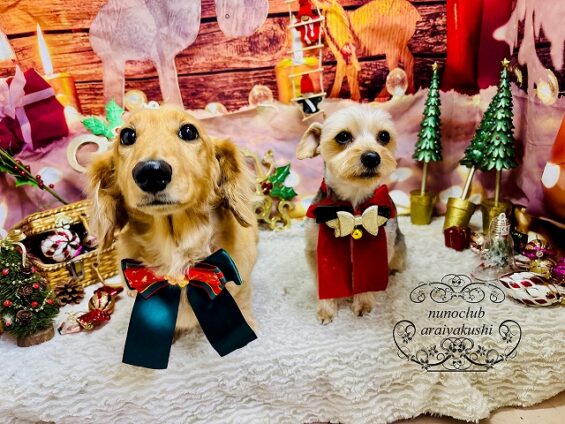 ペットサロン、ヌーノクラブ、可愛くリーズナブルにトリミング ダックス・ヨーキーのO次郎、カール_640