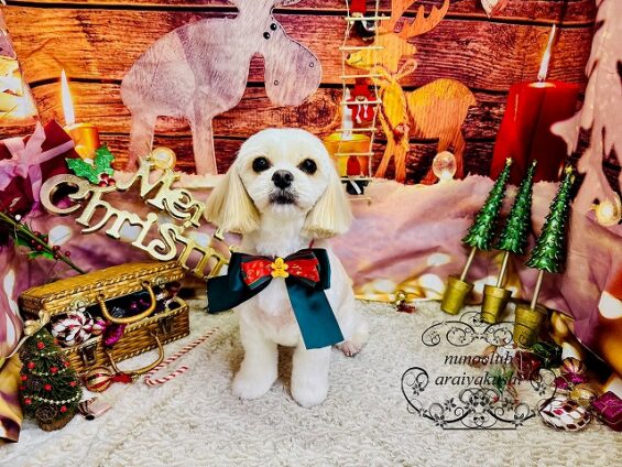 ペットサロン、ヌーノクラブ、可愛くリーズナブルにトリミング キャバリア×マルチーズのチャロ_640