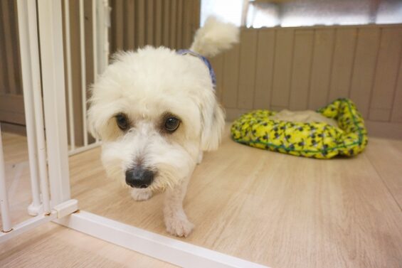 ヌーノクラブ 犬のペットホテル 東京 中野区 フリースペースでのびのび お預かり中 シーズー×トイプードルのドゥビ
