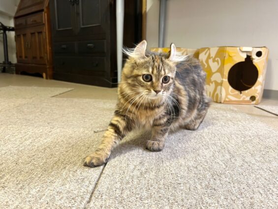 ヌーノクラブ 猫専用ペットホテル 都内 中野区 フリースペースでのびのび お預り中の猫ちゃん アメリカンカールのベル