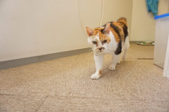 ヌーノクラブ 猫専用ペットホテル 都内 中野区 フリースペースでのびのび お預り中の猫ちゃん 三毛猫のミー