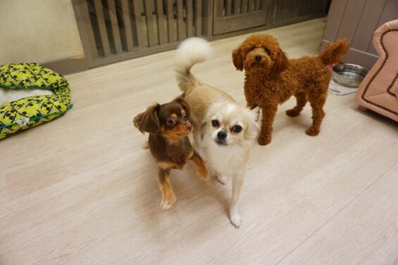 ヌーノクラブ 犬のペットホテル 東京 中野区 フリースペースでのびのび お預かり中 チワックスのベア・チワマルのテディ
